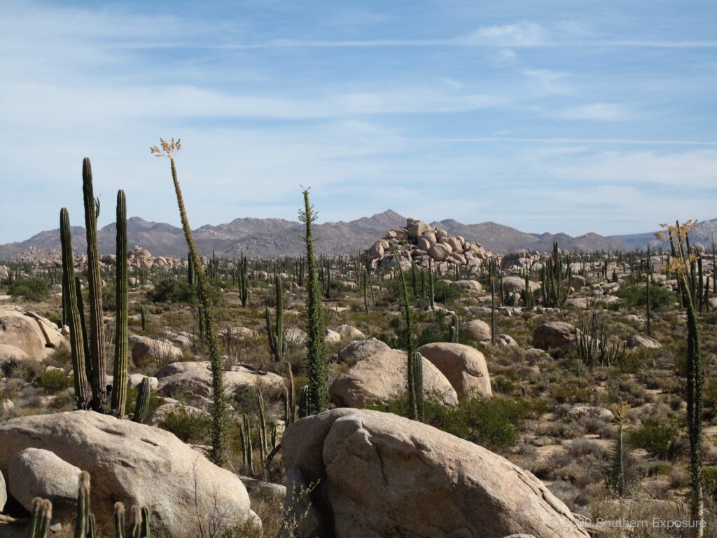CactusBoulderHill.jpg