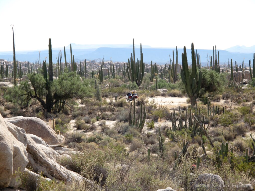 CactusBoulders.jpg