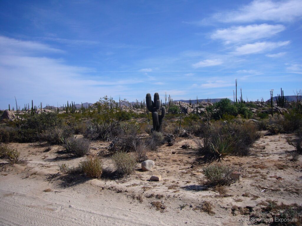 CactusField.jpg