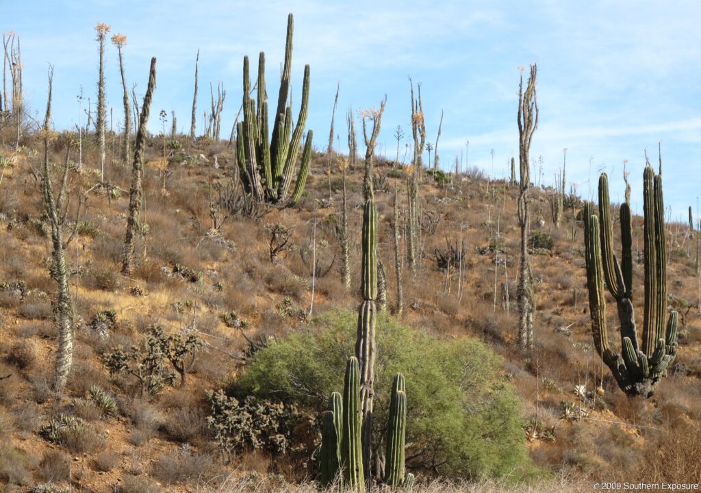 CactusHill.jpg