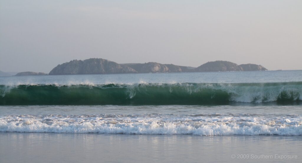 ChamelaSurf.jpg