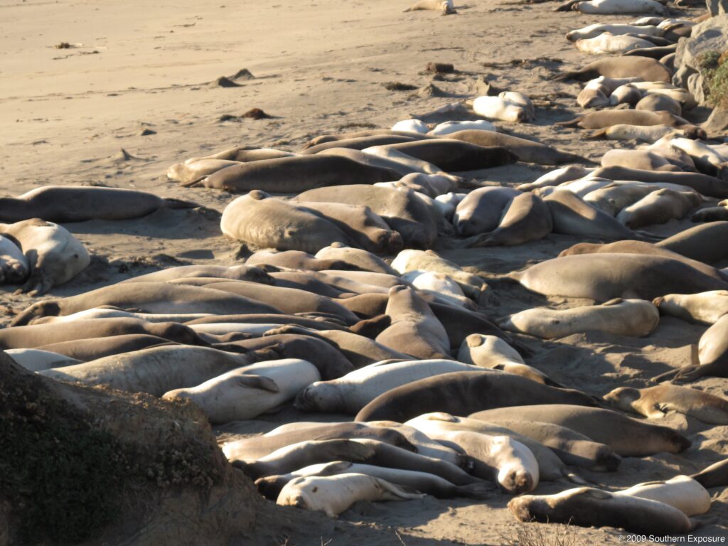 ElephantSealBeach.jpg