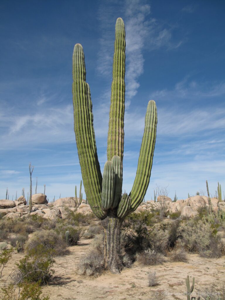 LonelyCactus.jpg