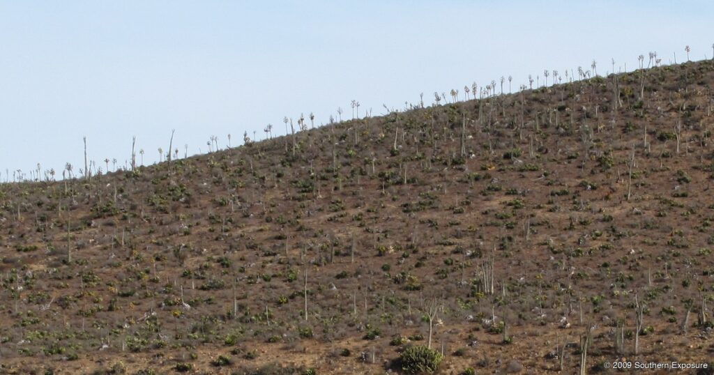 SkinnyCactus.jpg