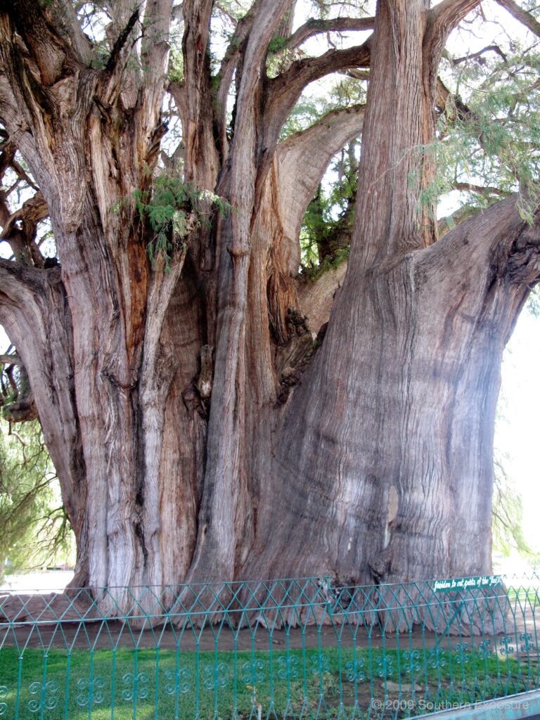 TulaTree.jpg