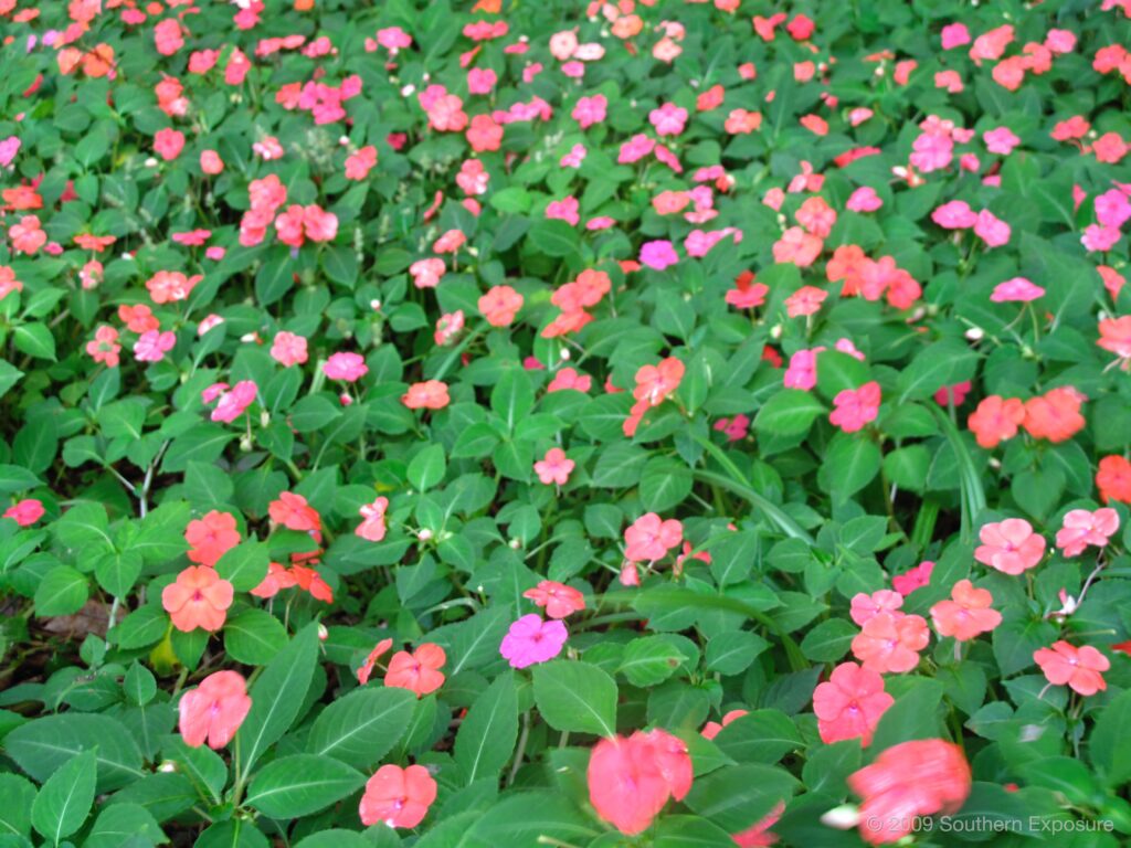 ArenalFlowers.jpg