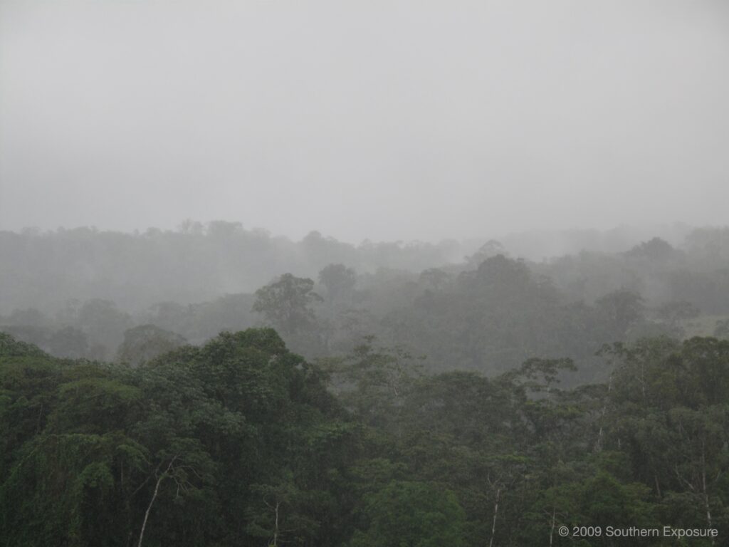 ArenalRainForest.jpg
