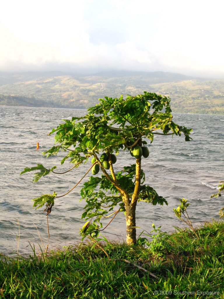 ArenalTree.jpg