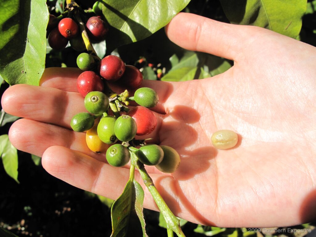 CoffeeBeans.jpg