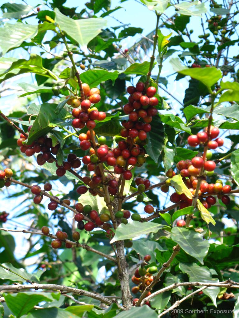 CoffeeTree.jpg
