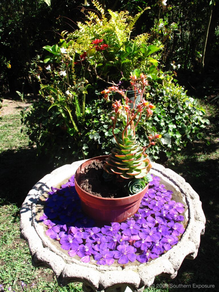 EcoLunchPlant.jpg