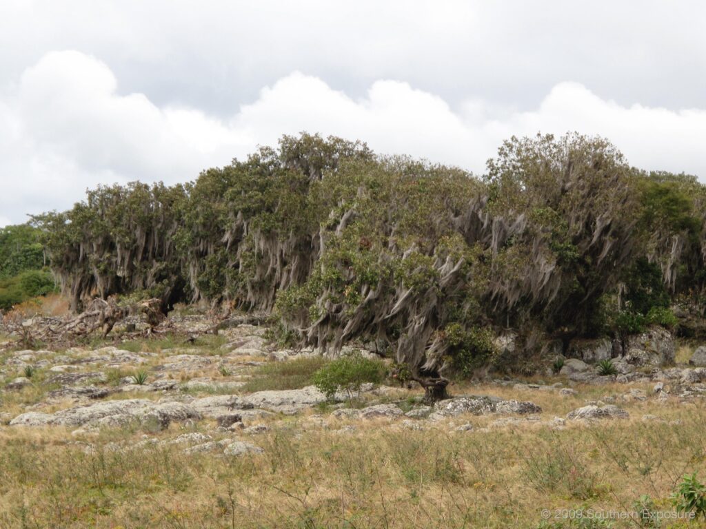 MirafloresBeardedForest.jpg