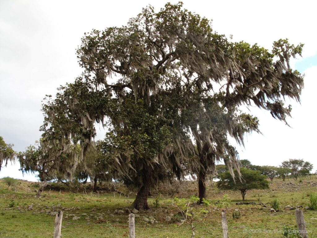 MirafloresBeardedTree.jpg